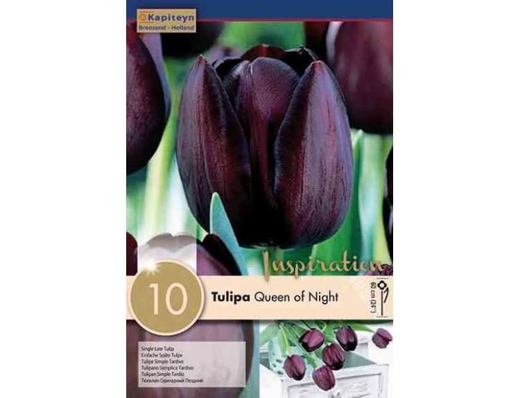 Tulip Single Late Queen of Night