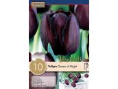 Tulip Single Late Queen of Night