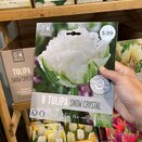 Tulip Snow Crystal Premium Collection 