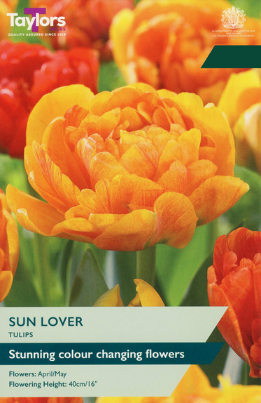 Tulip - Sun Lover