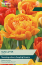 Tulip - Sun Lover