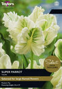 Tulip - Super Parrot