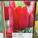 Tulip Surrender