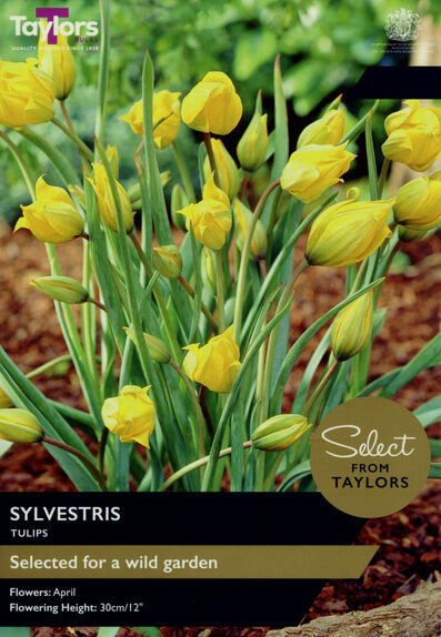 Tulip - Sylvestris