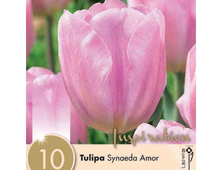 Tulip Synaeda Amor - image 1