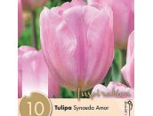 Tulip Synaeda Amor - image 1