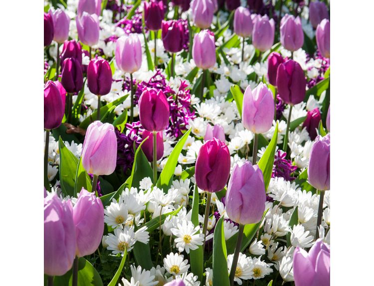Tulip Synaeda Amor - image 2