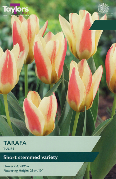 Tulip - Tarafa 