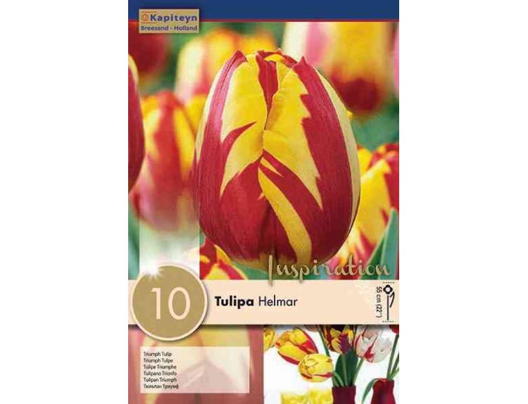Tulip Triumph Helmar