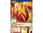 Tulip Triumph Helmar