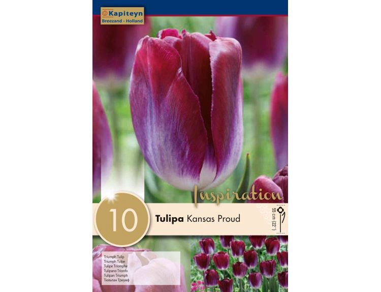 Tulip Triumph Kansas Proud