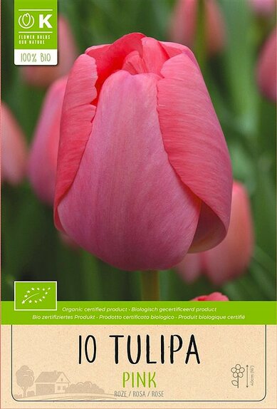 Tulip - Triumph Pink