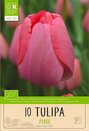 Tulip - Triumph Pink
