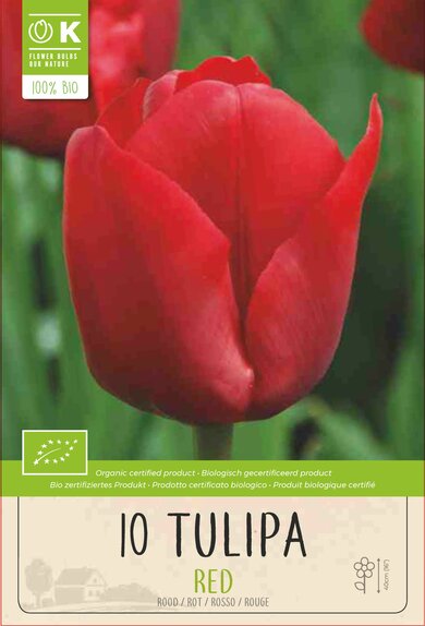 Tulip - Triumph Red