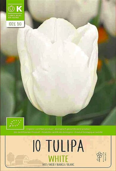Tulip - Triumph White - image 1