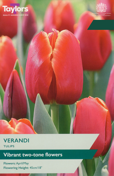 Tulip - Verandi