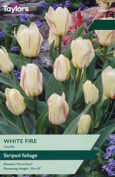 Tulip - White Fire
