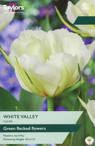 Tulip - White Valley