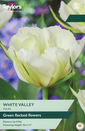 Tulip - White Valley