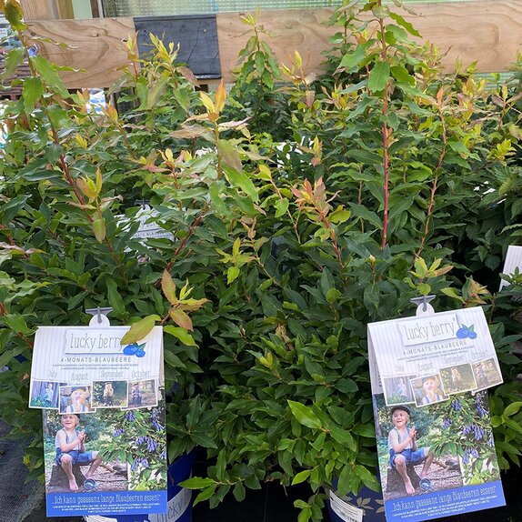 Vaccinium 'Lucky Berry' ®  