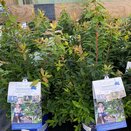 Vaccinium 'Lucky Berry' ®  