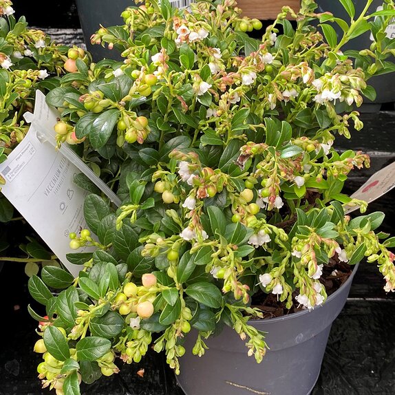 Vaccinium vitis-idaea Fireballs