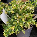 Vaccinium vitis-idaea Fireballs