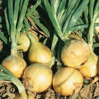 Vegetable Bulbs, Crowns & Sets