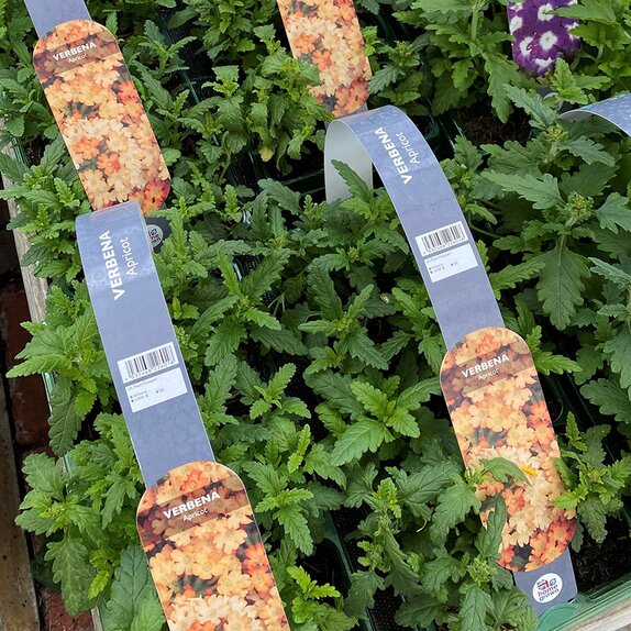 Verbena Apricot 6 pk