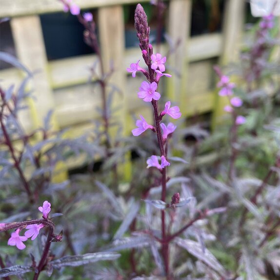 Verbena Bampton - image 1