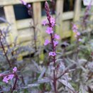 Verbena Bampton - image 1