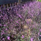 Verbena Bampton - image 2