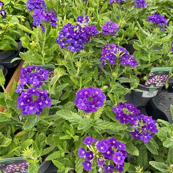 Verbena Blue 1 litre pot