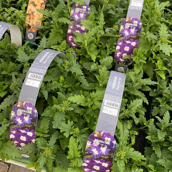 Verbena Blue with Eye 6 pk