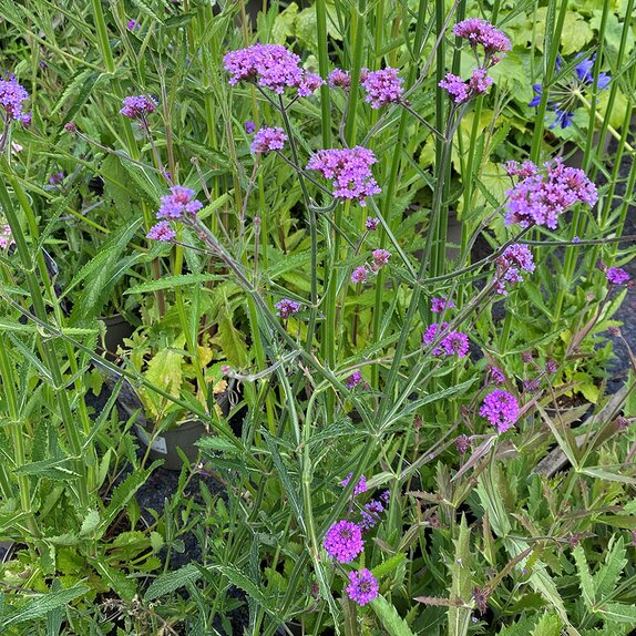 Verbena bonariensis