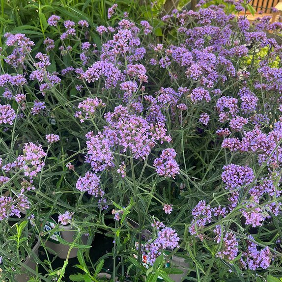 Verbena bonariensis Lollipop