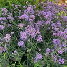 Verbena bonariensis Lollipop