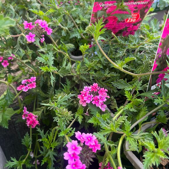 Verbena 'Hammerstein Pink'