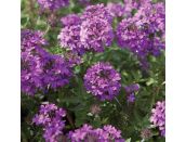 Verbena Hardy Homestead Purple