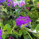 Verbena 'Homestead Purple'