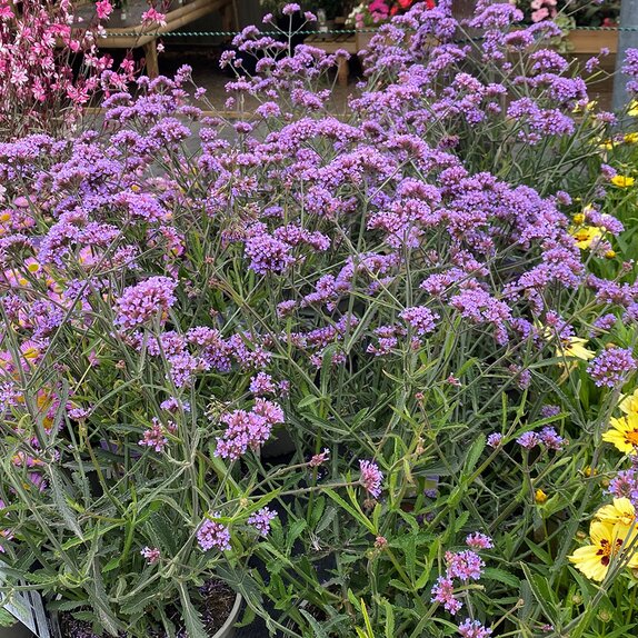 Verbena Lollipop