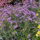 Verbena Lollipop