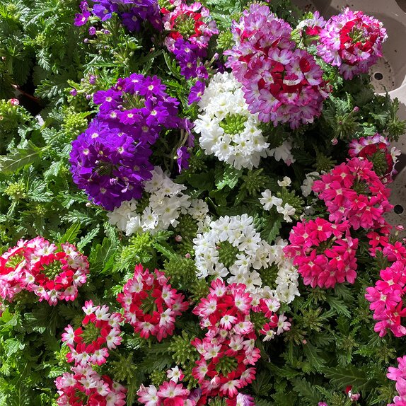 Verbena Mixed Colour Pots