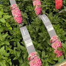Verbena Pink 6 pk