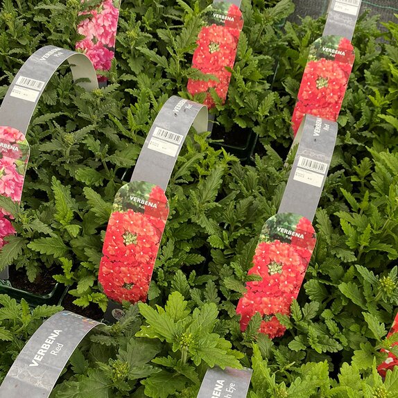 Verbena Red 6 pk