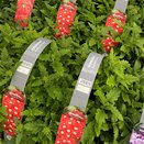 Verbena Red with Eye 6 pk