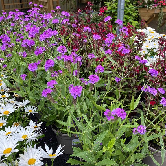 Verbena rigida - image 1