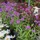 Verbena rigida - image 1