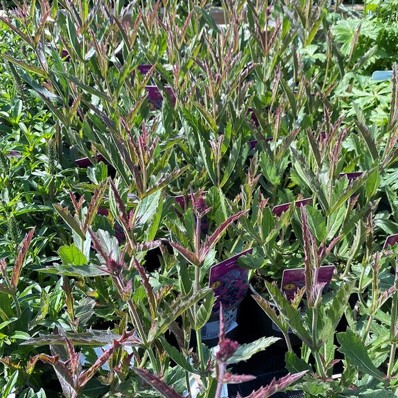 Verbena rigida - image 2