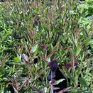 Verbena rigida - image 2